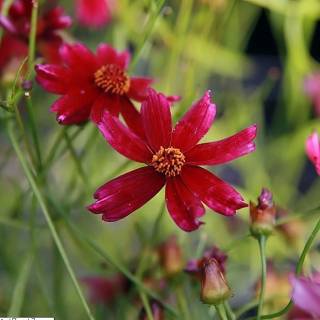 Coreopsis lanceolado rojo